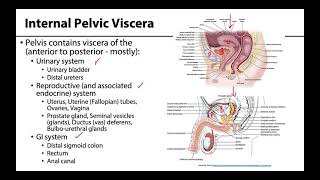 Pelvic Viscera Peritoneum  Learning Objectives [upl. by Elias164]