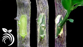 Grafting Citrus Trees  Bud Grafting Successfully [upl. by Eaneg]