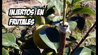 Como Hacer Injertos en Arboles Frutales  Muy Facil [upl. by Knah953]