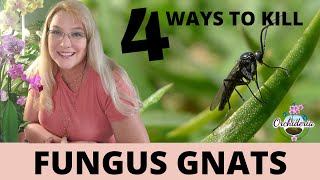 Burn Baby Burn Fungus Gnats on Orchids 4 Methods that Worked [upl. by Waring]