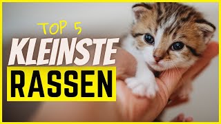 Top 5 kleinste Katzenrassen Achtung niedlich [upl. by Goff]