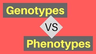 Genotype vs Phenotype  Understanding Alleles [upl. by Christi]