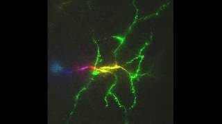 Watch a neuron fire [upl. by Salis]