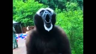 The screaming gibbon [upl. by Yelra142]