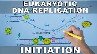 DNA Replication In Eukaryotes  Initiation [upl. by Nide115]