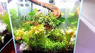 CYCLING YOUR AQUARIUM AND WHEN TO ADD PLANTS [upl. by Leirol]