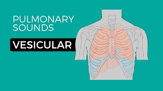 01  Normal Lung Sounds  Vesicular breath sounds [upl. by Sarazen]