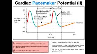 The Pacemaker Potential EXPLAINED [upl. by Nnasor716]