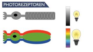 Sinnesphysiologie des Auges SynapsenErregungsübertragung  BioBox [upl. by Kowalski]