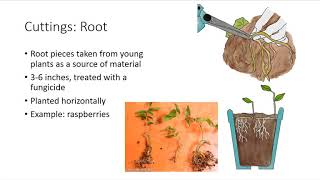 Asexual Plant Propagation [upl. by Adne]