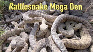 RattleSnake Mega Den Footage [upl. by Niemad797]