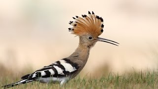 The most beautiful sound of Hoopoe bird  Hudhud  mentioned in Quran [upl. by Llain]