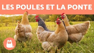 Comment les poules font des œufs [upl. by Nnyl234]