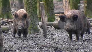 Lebendfallen für Wildschweine ORF Wien heute [upl. by Aneertak10]