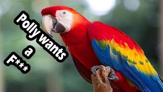 Top 10 swearing parrots swearing birds [upl. by Ransell319]