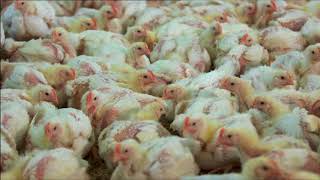 Chicken meat production BBC Countryfile [upl. by Trudy]