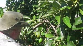 Pruning Avocado Trees Low [upl. by Deth]