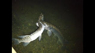 Craziest Pike Attacks amp Eats [upl. by Oilisab]