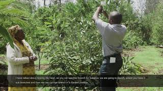 Inside Kakuzi How To Prune A Young Avocado Tree [upl. by Farrar]