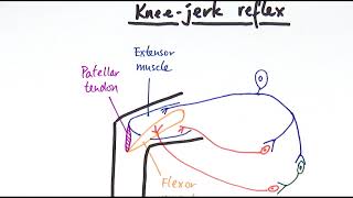 A2 Biology  Reflexes OCR A Chapter 138 [upl. by Akinar200]