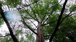 Dawn Redwood Metasequoia glyptostroboides [upl. by Baptlsta244]