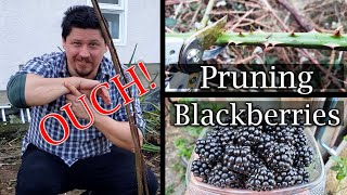 How To Prune Blackberry Bushes  A Guide To Better Yields [upl. by Wier]