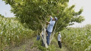 HÁBITAT 3  Milpa Intercalada con Árboles Frutales MIAF [upl. by Ymmit]