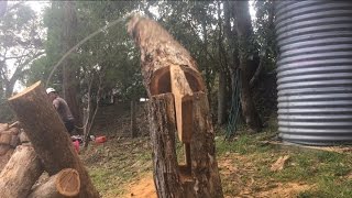 Awesome tree Felling technique [upl. by Bruner298]