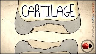 Cartilage Science Explained [upl. by Glynda]