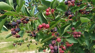 Juneberry Amelanchier lamarckii a tasty ornamental [upl. by Mientao]