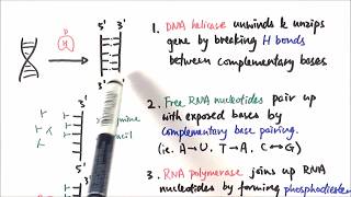 AS Biology  Transcription OCR A Chapter 310 [upl. by Hadley472]