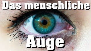 Biologie Das Auge [upl. by Maxi220]