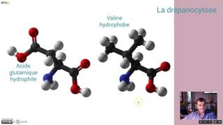 Les causes de la drépanocytose [upl. by Ayahsey488]