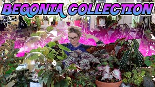 My Indoor Begonia Plant Collection Spring 2020 [upl. by Milford102]