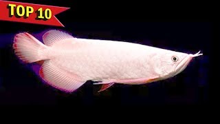 Top 10 Expensive Arowana Fish Varieties [upl. by Fairlie]