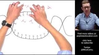 Protein Synthesis Part 1 of 2  Transcription [upl. by Margit]