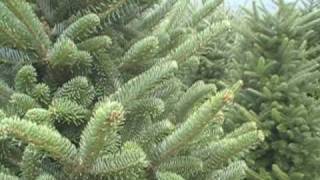 Fraser Fir Christmas Tree Farm  North Carolina  Cardinal Tree Farm [upl. by Silvers]