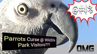 Reaction to Cursing Parrots at Wildlife Park [upl. by Suoiluj]