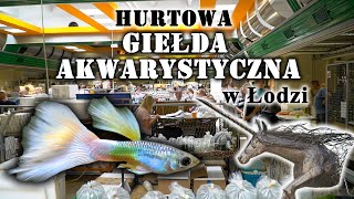 HURTOWA Giełda Akwarystyczna w Łodzi [upl. by Flosser]