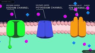 Action Potential in the Neuron [upl. by Lebazej]