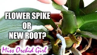 How to tell an Orchid flower spike from a root  Phalaenopsis [upl. by Flowers562]