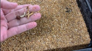 MEALWORM FARMING FOR BEGINNERS – How to Maintain a Healthy Mealworm Farm [upl. by Eniluj]