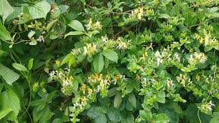 Most fragrant plants of my British garden Lonicera japonica var Halliana  Japanese Honeysuckle [upl. by Einalem]