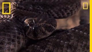 Rattlesnake vs Rat  National Geographic [upl. by Ainegul]