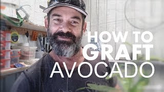 HOW TO GRAFT AN AVOCADO TREE [upl. by Aidualc334]