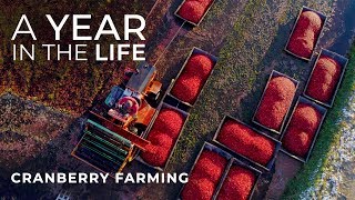 Cranberry Farming Start to Finish  Jacob Searls Cranberry Co  Luke Parmeter Productions [upl. by Imray]