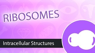 Intracellular Structures Ribosomes [upl. by Lokkin]