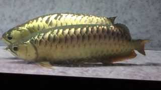 Arowana Breeding [upl. by Minton]