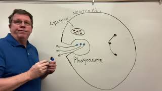 Phagocytosis Neutrophils amp Macrophages [upl. by Iormina]