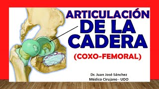 🥇 ARTICULACIÓN DE LA CADERA Coxofemoral Fácil Rápida y Sencilla [upl. by Jovita]